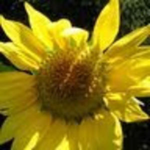 Meet your Posher, Heidi